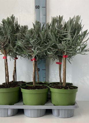 Lavandula officinalis