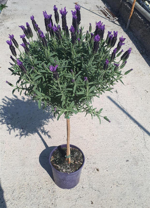 Lavandula officinalis