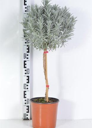 Lavandula officinalis