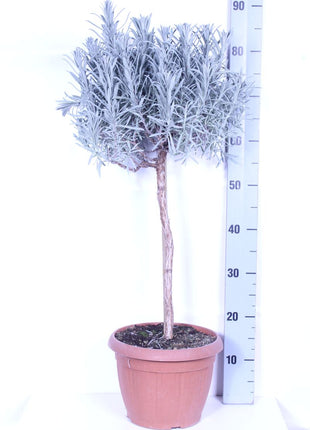 Lavandula officinalis