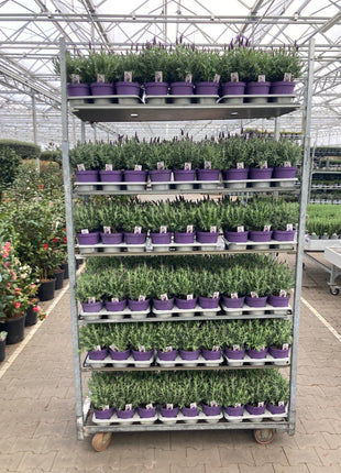 Lavandula stoechas