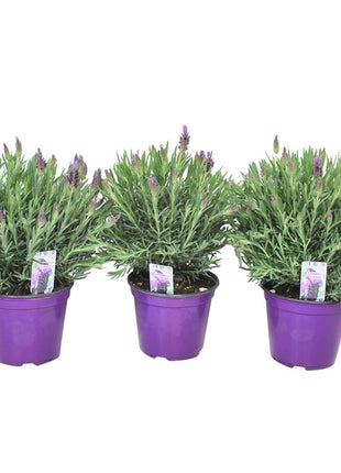 Lavandula stoechas