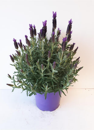 Lavandula stoechas