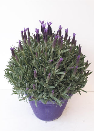 Lavandula stoechas