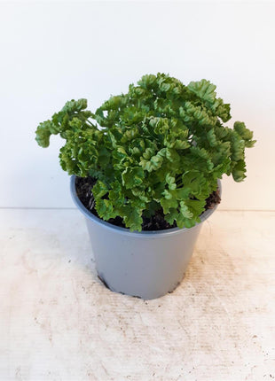 Petroselinum crispum
