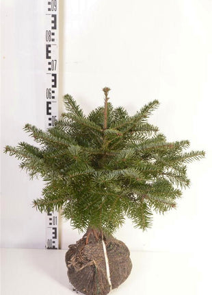 Abies nordmanniana