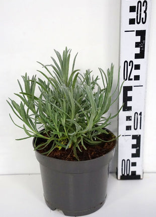 Lavandula ang. 'Alba'