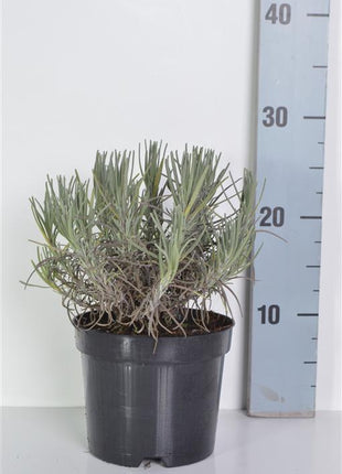 Lavandula ang. 'Munstead'