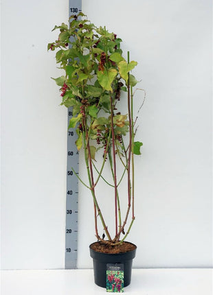 Leycesteria for. 'Purple Rain'