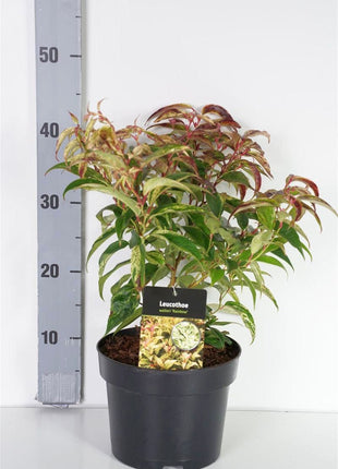 Leucothoe f. 'Rainbow'