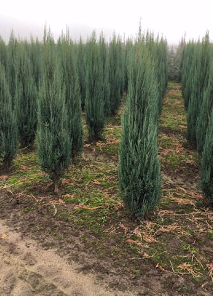Picea pungens glauca