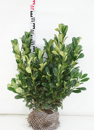 Prunus laur. 'Bonaparte'®