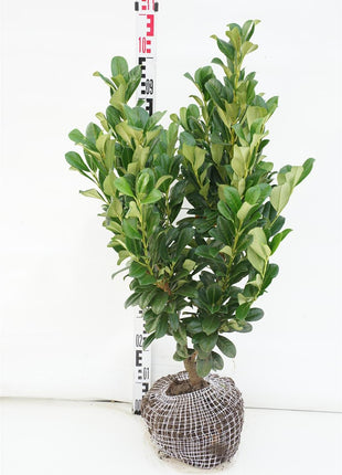 Prunus laur. 'Bonaparte'®