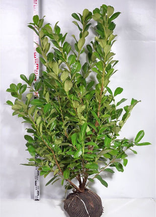 Prunus laur. 'Rotundifolia'