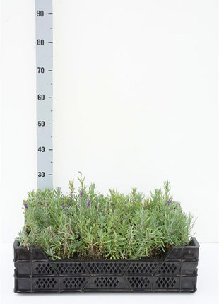 Lavandula ang. 'Hidcote'
