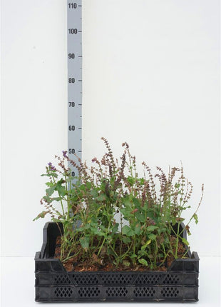 Salvia nemorosa 'Mainacht'