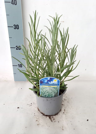 Lavandula ang. 'Alba'