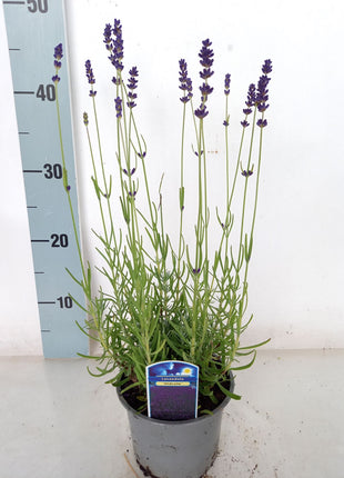 Lavandula ang. 'Hidcote'