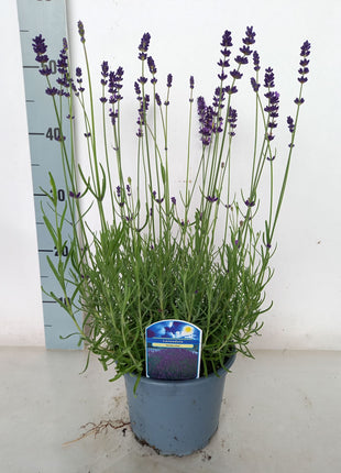 Lavandula ang. "Hidcote"