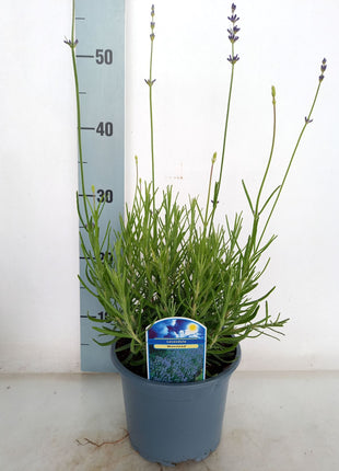 Lavandula ang. 'Munstead'
