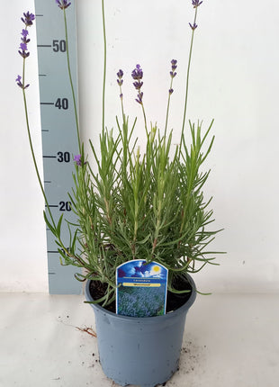 Lavandula ang. 'Munstead'