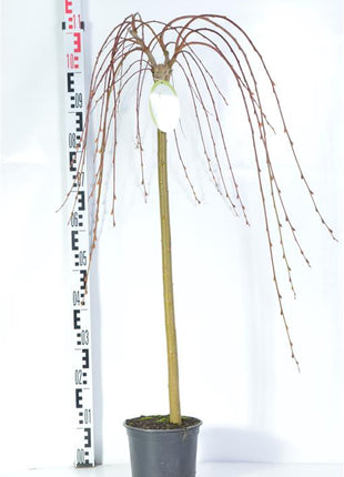 Salix caprea 'Kilmarnock'