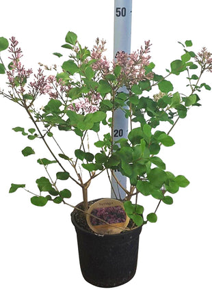 Syringa meyeri 'Palibin'