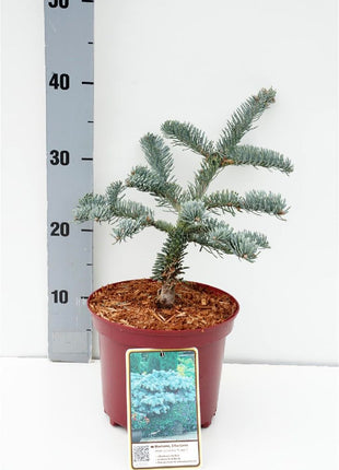 Abies procera 'Glauca'
