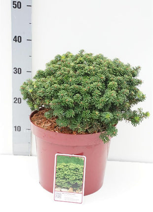 Abies koreana 'Brillant'
