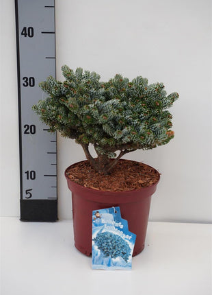 Abies koreana 'Kohout's Icebreaker'