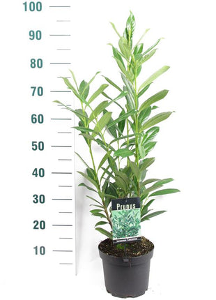 Prunus laur. 'Caucasica'