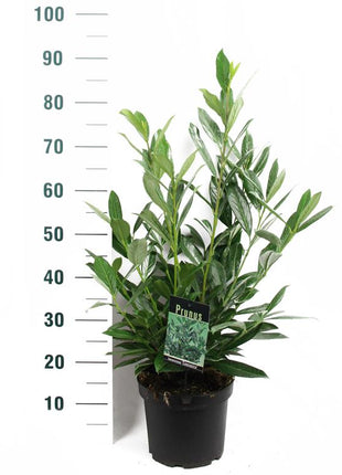 Prunus laur. 'Caucasica'