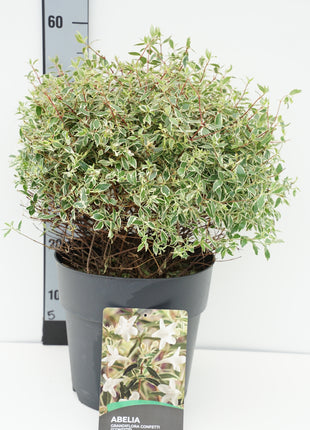 Abelia grand. 'Confetti'