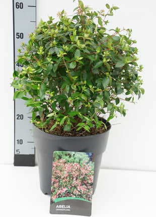 Abelia grandiflora