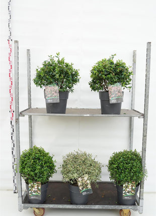 Abelia in cultivars