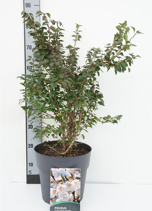 Prunus incisa 'Kojou-no-mai'