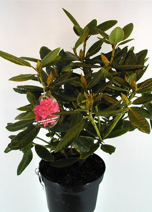 Rhododendron 'Dr HC Dresselhuys'