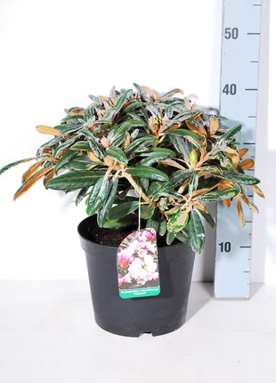 Rhododendron (Y) 'Edelweiss'