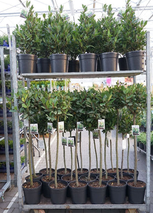 Laurus nobilis