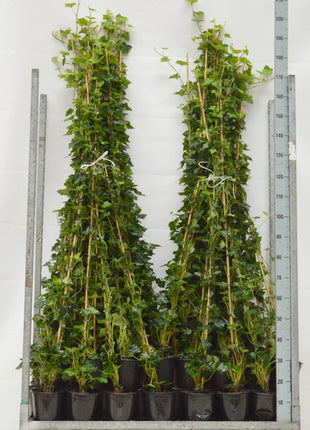 Hedera hibernica