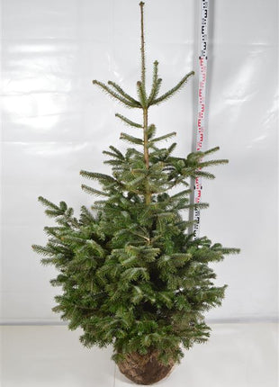 Abies nordmanniana