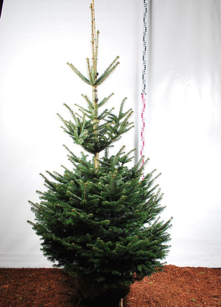 Abies nordmanniana