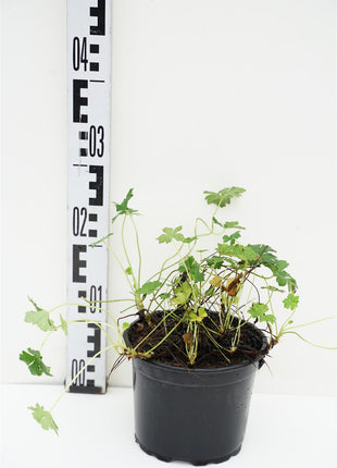 Geranium cantabrigiense 'St Ola'
