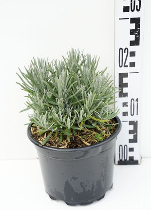 Lavandula ang. 'Munstead'