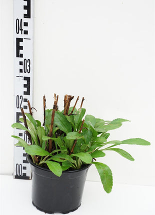 Leucanthemum (S) 'Becky'