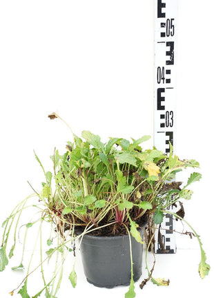 Leucanthemum vulg. 'Maikonigin'