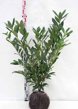 Prunus laur. 'Caucasica'