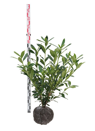 Prunus laur. 'Caucasica'