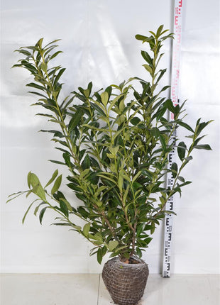 Prunus laur. 'Caucasica'