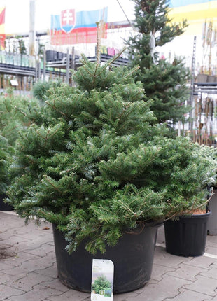 Abies koreana 'Molli'